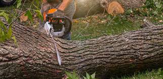 Marked Tree, AR Tree Services Company